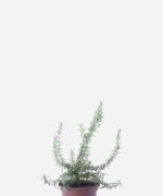 Alecrim Rasteiro (<em>Salvia rosmarinus </em> var. </em>prostratus</em>)