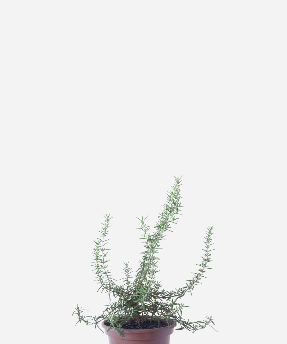 ALECRIM-RASTEIRO-CORTE-1.png Alecrim Rasteiro (<em>Salvia rosmarinus </em> var. </em>prostratus</em>) - Imagem 1