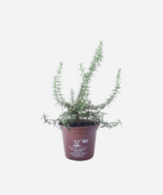 Alecrim Rasteiro (<em>Salvia rosmarinus </em> var. </em>prostratus</em>) - Imagem 2