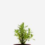 Alfazema (<em>Lavandula angustifolia</em>)