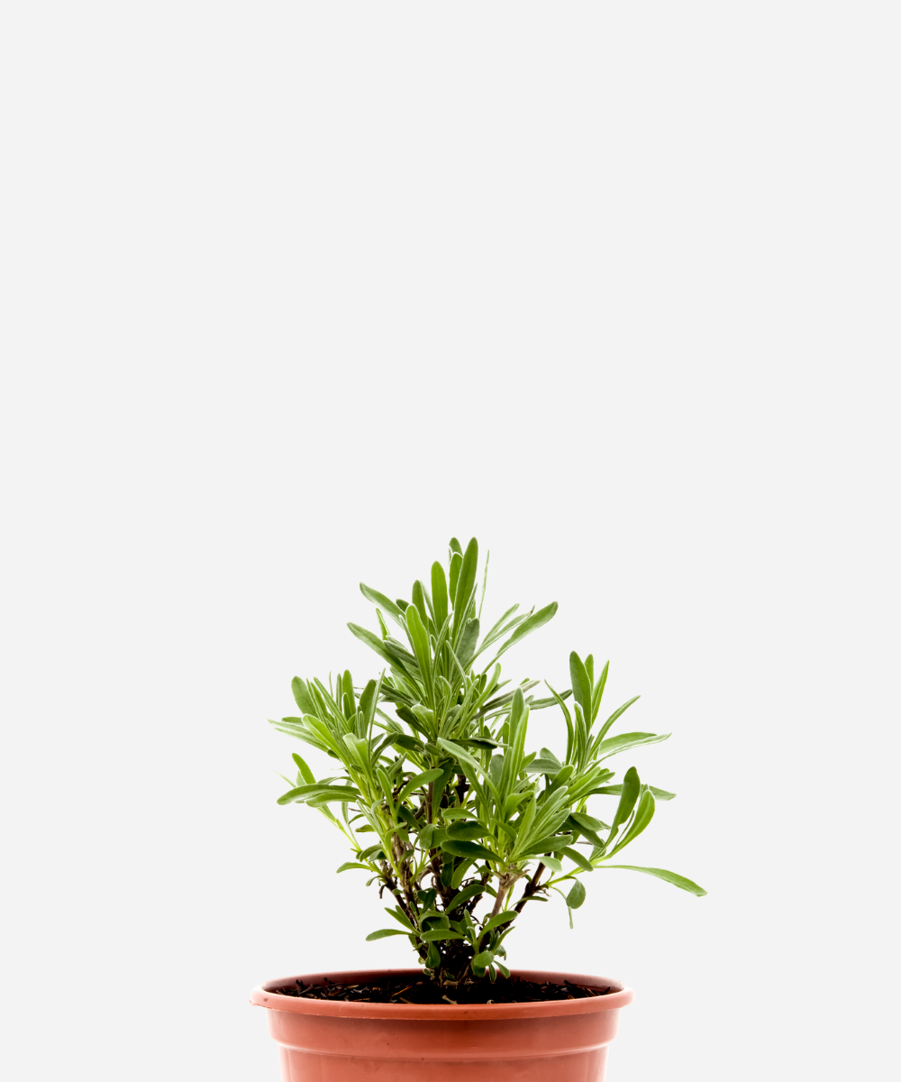 ALFAZEMA-CORTE.png Alfazema (<em>Lavandula angustifolia</em>) - Imagem 1