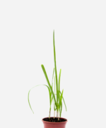 Alho-Poró (<em>Allium porrum</em>)