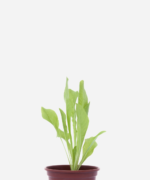 Almeirão (<em>Cichorium intybus</em>)