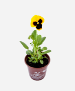 Amor Perfeito (<em>Viola x wittrockiana</em>) - Imagem 3