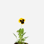 Amor Perfeito (<em>Viola x wittrockiana</em>)