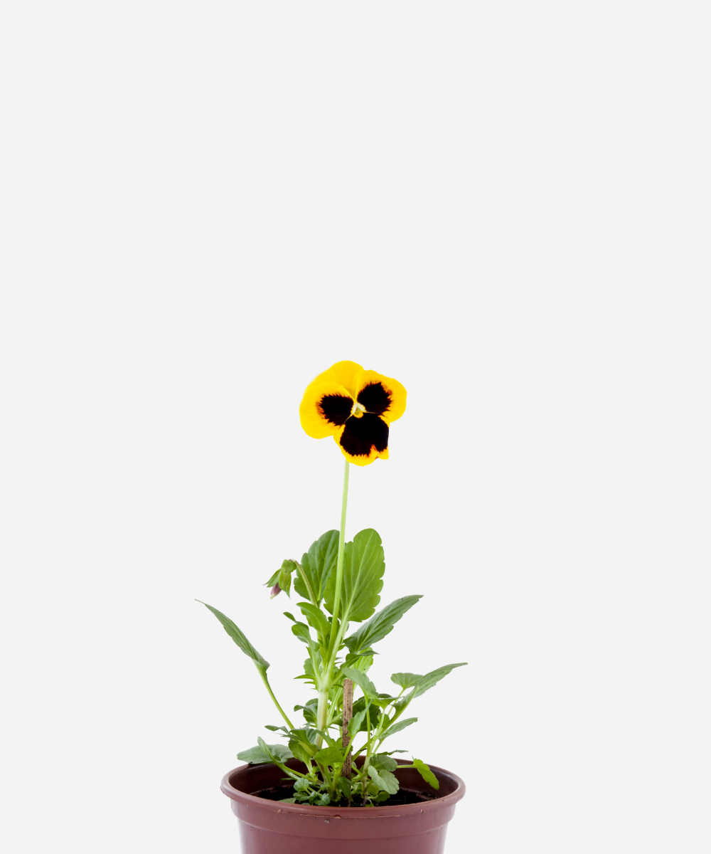AMOR-PERFEITO-CORTE.png Amor Perfeito (<em>Viola x wittrockiana</em>) - Imagem 1
