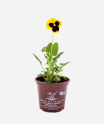 Amor Perfeito (<em>Viola x wittrockiana</em>) - Imagem 2