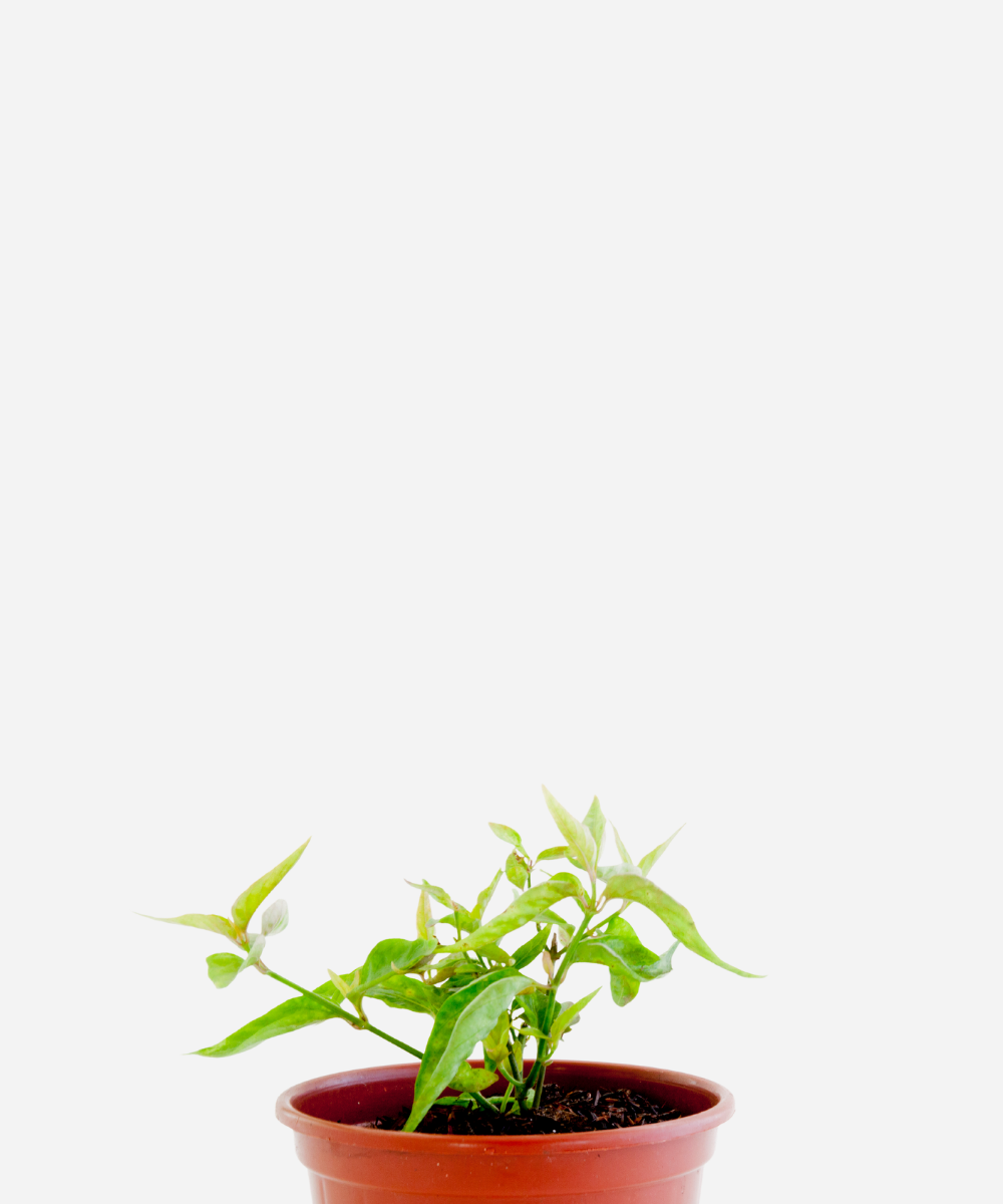 ANADOR-CORTE.png Anador (<em>Dianthera pectoralis</em>) - Imagem 1