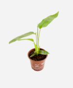 Araruta (<em>Donax canniformis</em>) - Imagem 3