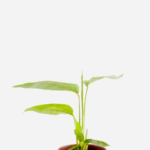 Araruta (<em>Donax canniformis</em>)