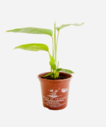 Araruta (<em>Donax canniformis</em>) - Imagem 2