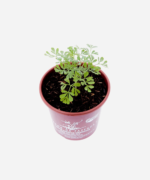 Arruda (<em>Ruta graveolens</em>) - Imagem 3