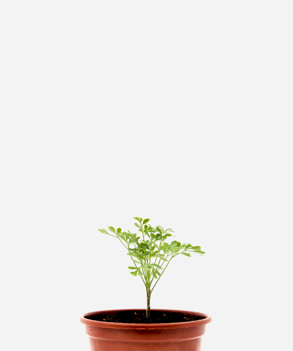 ARRUDA-CORTE.png Arruda (<em>Ruta graveolens</em>) - Imagem 1