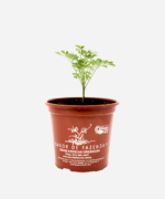 Arruda (<em>Ruta graveolens</em>) - Imagem 2