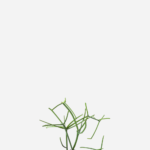 Aveloz (<em>Euphorbia tirucalli</em>)