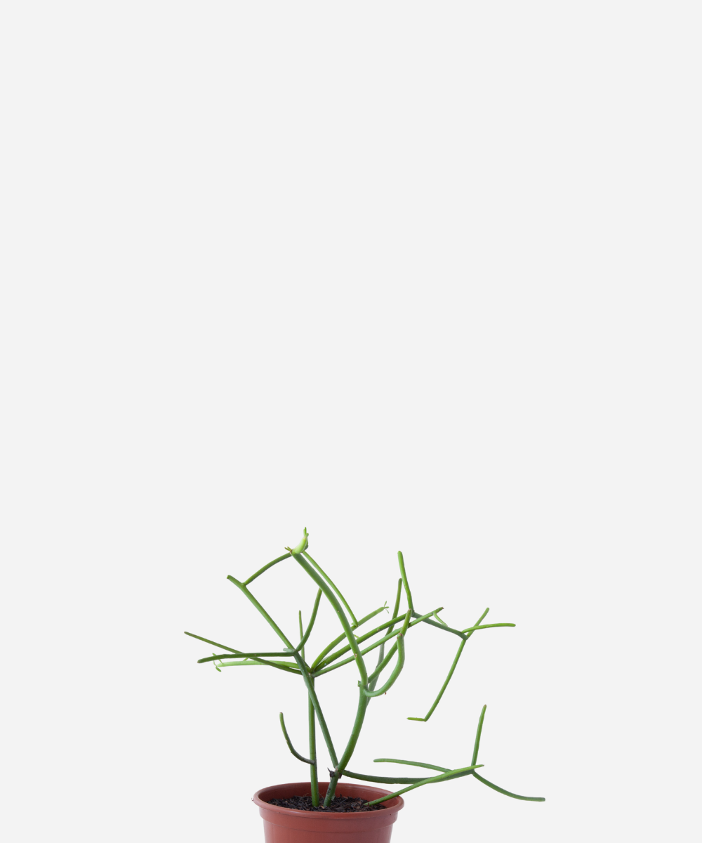 AVELOS-CORTE-FRENTE.png Aveloz (<em>Euphorbia tirucalli</em>) - Imagem 1