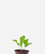 Azedinha do brejo (<em>Rumex acetosa</em>)