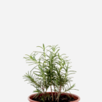 Alecrim (<em>Salvia rosmarinus</em>)