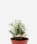 Alecrim (<em>Salvia rosmarinus</em>)