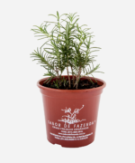 Alecrim (<em>Salvia rosmarinus</em>) - Imagem 2
