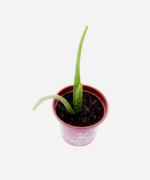 Babosa Aloe Vera (<em>Aloe vera</em>) - Imagem 3