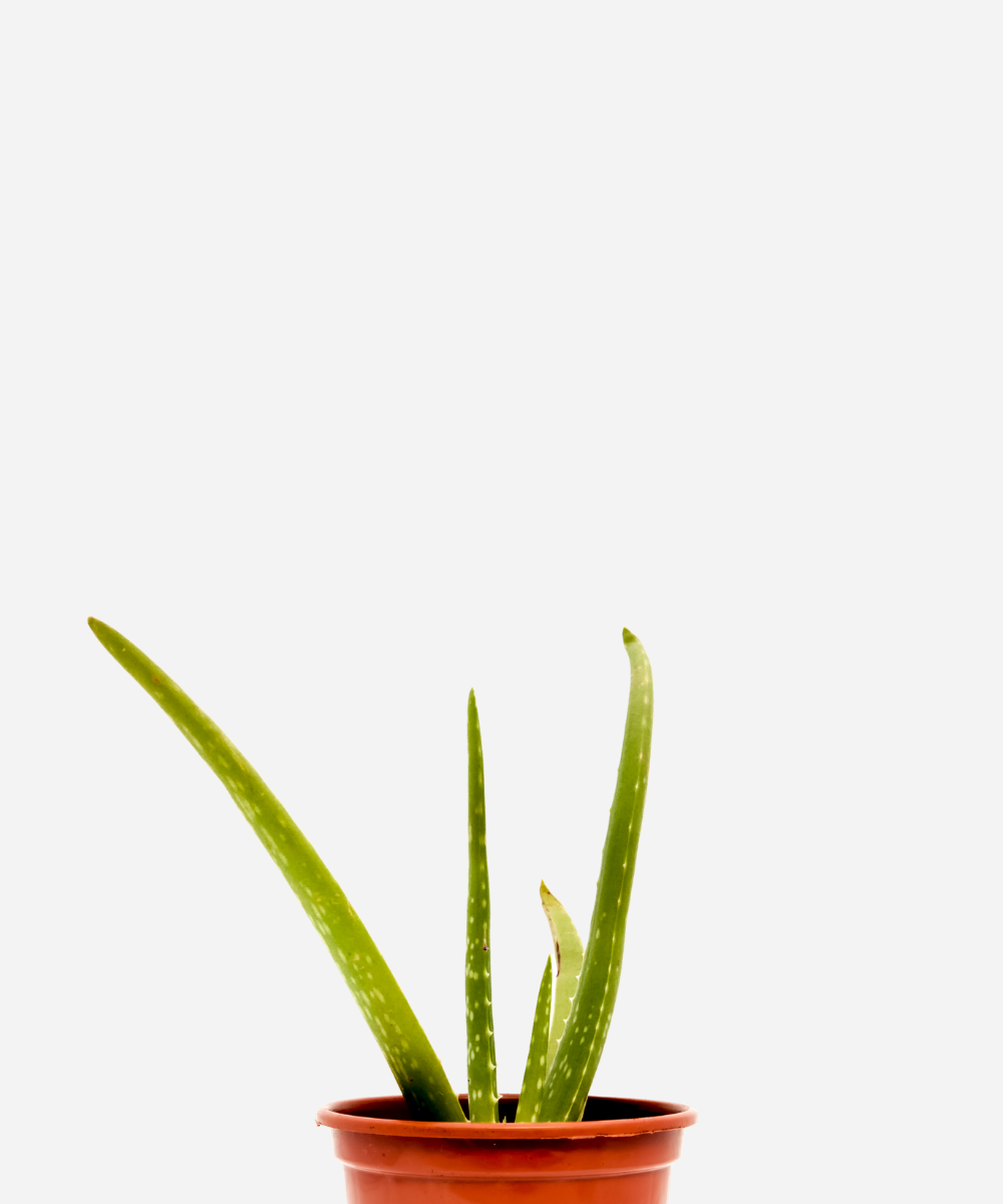 B-ALOE-VERA-CORTE.png Babosa Aloe Vera (<em>Aloe vera</em>) - Imagem 1