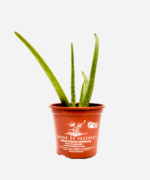 Babosa Aloe Vera (<em>Aloe vera</em>) - Imagem 2