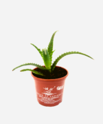 Babosa Arborescens (<em>Aloe arborescens</em>) - Imagem 3