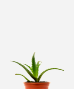 Babosa Arborescens (<em>Aloe arborescens</em>)