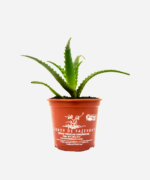Babosa Arborescens (<em>Aloe arborescens</em>) - Imagem 2