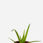 Babosa Safari Orang (ANDora) (<em>Aloe</em> x <em>hybrida</em>)