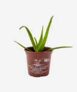 Babosa Safari Orang (ANDora) (<em>Aloe</em> x <em>hybrida</em>) - Imagem 2