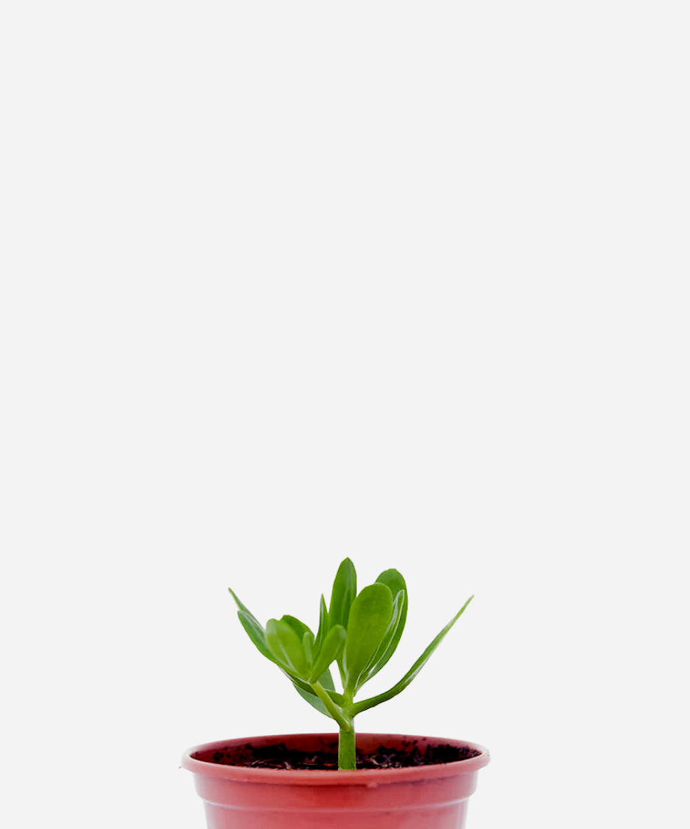 BALSAMO-CORTE.png Bálsamo (<em>Sedum praealtum</em>) - Imagem 1