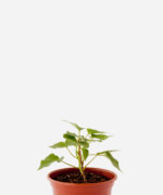 Batata Doce (<em>Ipomoea batatas</em>)