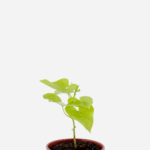 Batata Doce da Folha Dourada (<em>Ipomoea batatas</em> 'Margarita')