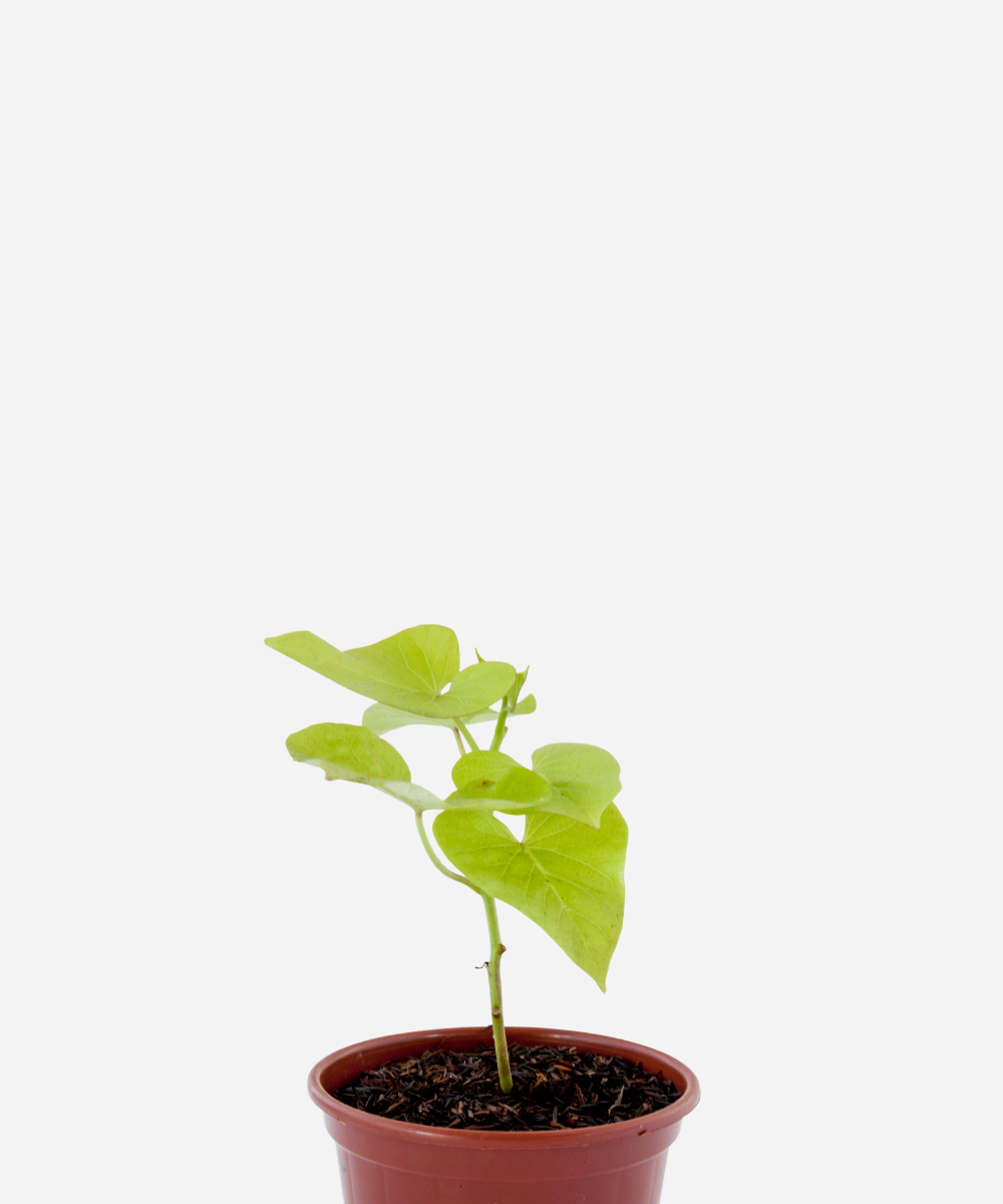 BATATA-DOCE-FOLHA-DOURADA-CORTE.png Batata Doce da Folha Dourada (<em>Ipomoea batatas</em> 'Margarita') - Imagem 1