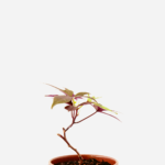 Batata Doce da Folha Roxa (<em>Ipomoea batatas</em>)