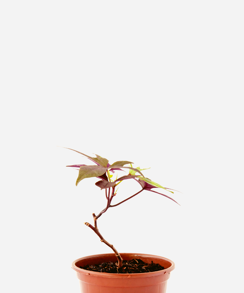 BATATA-DOCE-FOLHA-ROXA-CORTE.png Batata Doce da Folha Roxa (<em>Ipomoea batatas</em>) - Imagem 1