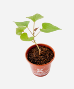 Batata Doce Laranja (<em>Ipomoea batatas</em>) - Imagem 3