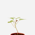 Batata Doce Laranja (<em>Ipomoea batatas</em>)