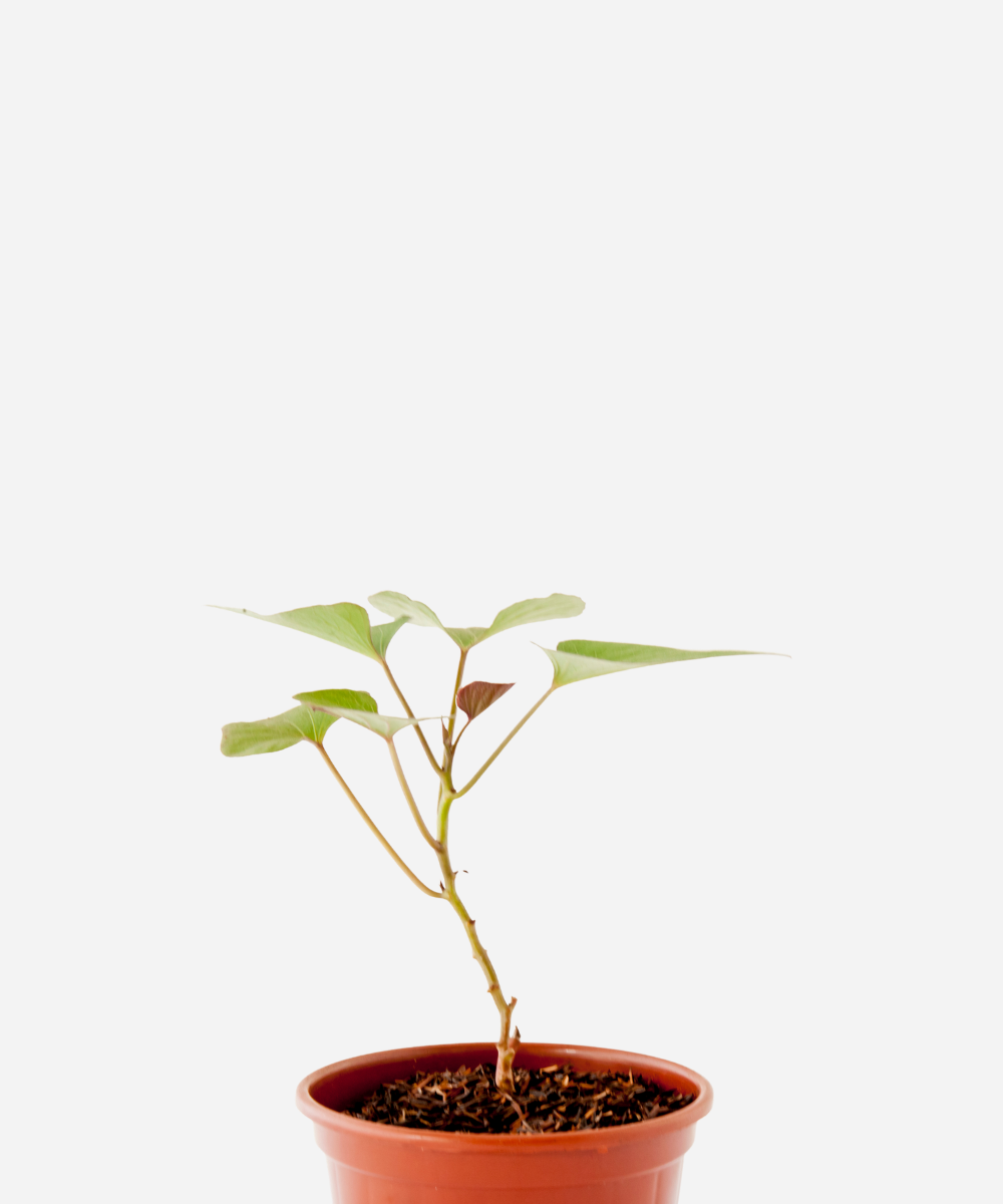 BATATA-DOCE-LARANJA-CORTE.png Batata Doce Laranja (<em>Ipomoea batatas</em>) - Imagem 1
