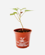 Batata Doce Laranja (<em>Ipomoea batatas</em>) - Imagem 2