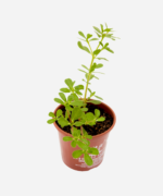 Beldroega (<em>Portulaca oleracea</em>) - Imagem 3