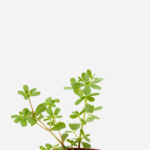 Beldroega (<em>Portulaca oleracea</em>)