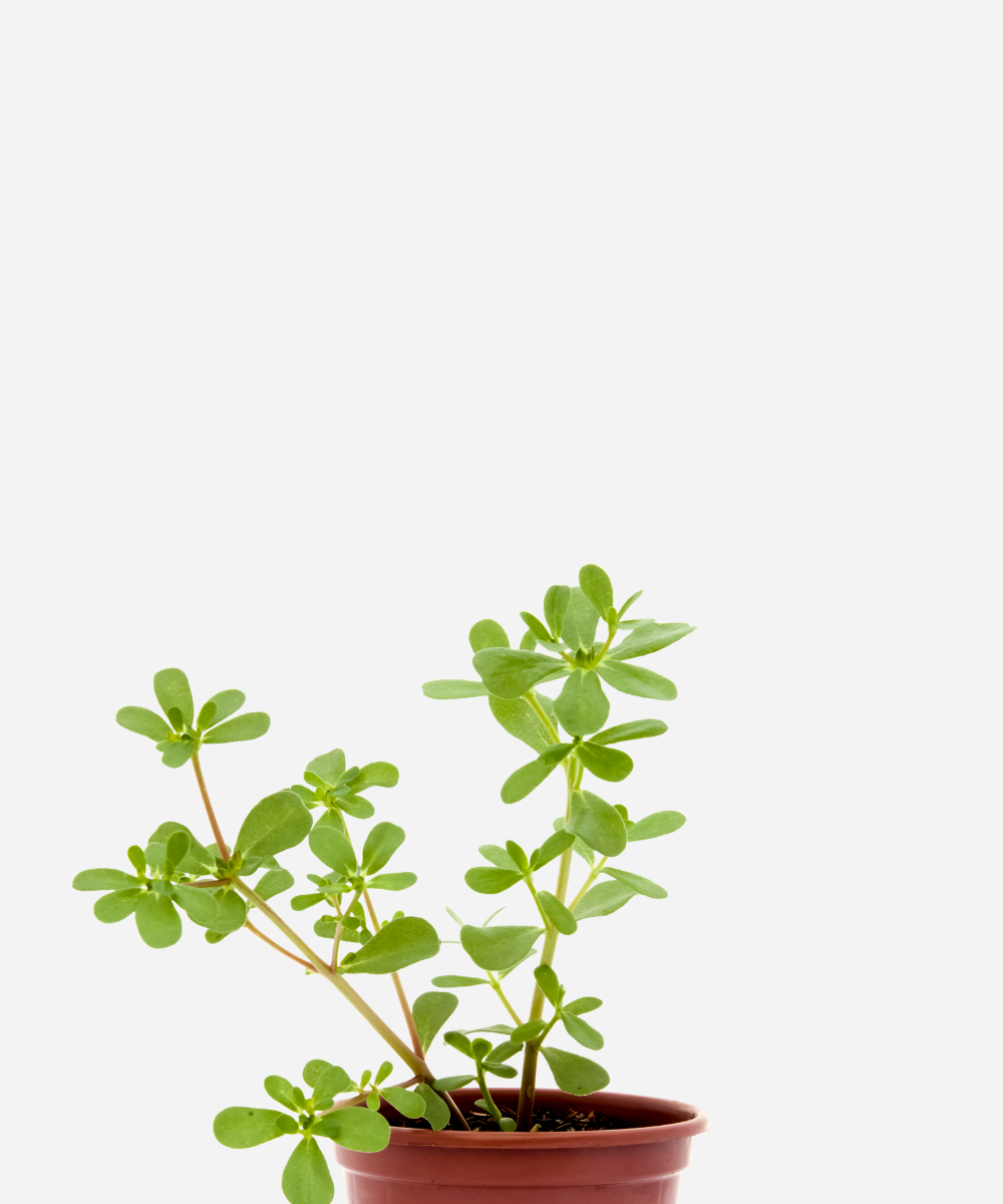 BELDROEGA-CIMA1.png Beldroega (<em>Portulaca oleracea</em>) - Imagem 1
