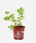 Beldroega (<em>Portulaca oleracea</em>) - Imagem 2