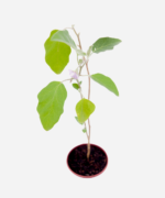 Berinjela (<em>Solanum melongena</em>) - Imagem 3