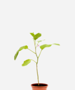 Berinjela (<em>Solanum melongena</em>)