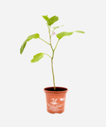Berinjela (<em>Solanum melongena</em>) - Imagem 2