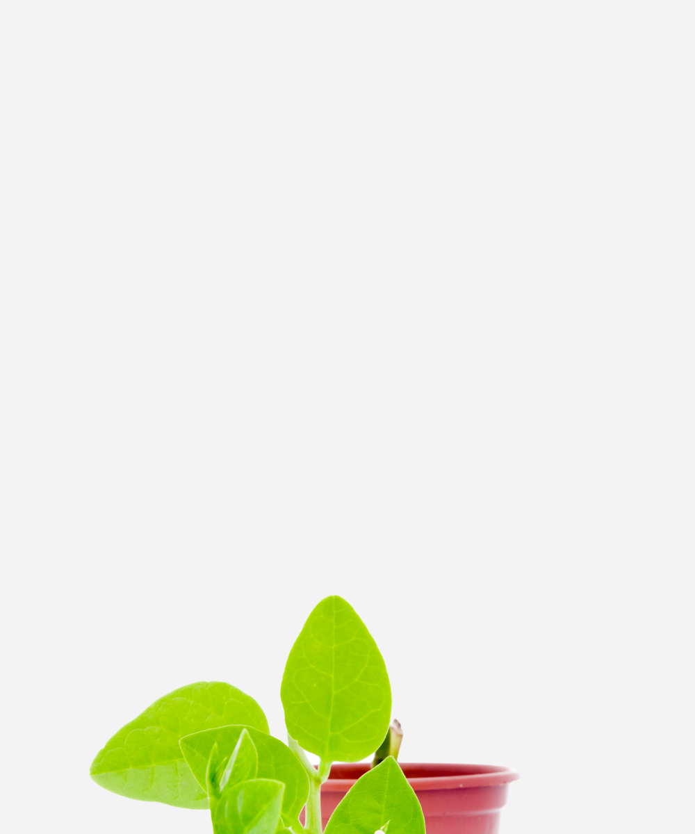 BERTALHA-COMUM-CORTE.png Bertalha Verde (<em>Basella alba</em>) - Imagem 1